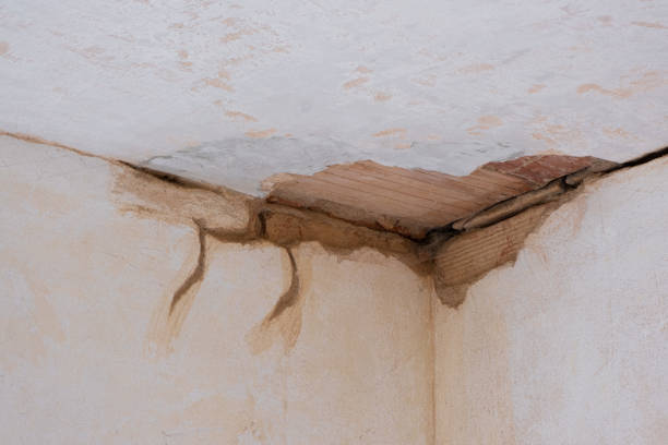 Best Mold removal after water damage  in Mledgevle, IL