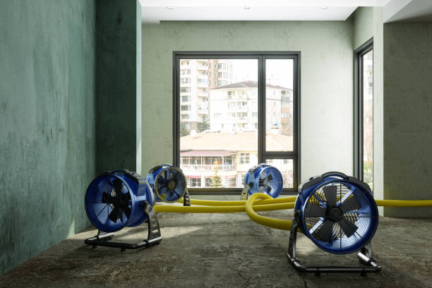 Best Water damage cleanup near me  in Mledgevle, IL